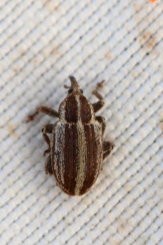 Réf. 321 826 : Tychius parallelus